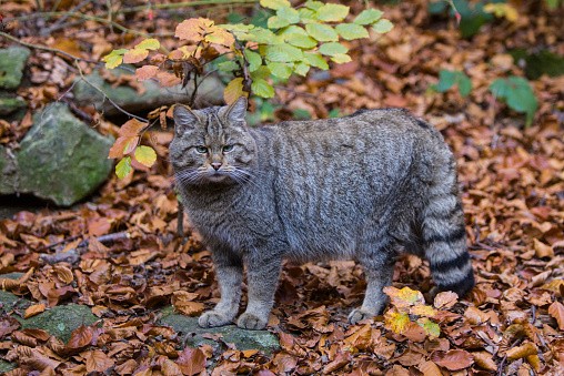 ThinkstockPhotos-465139028