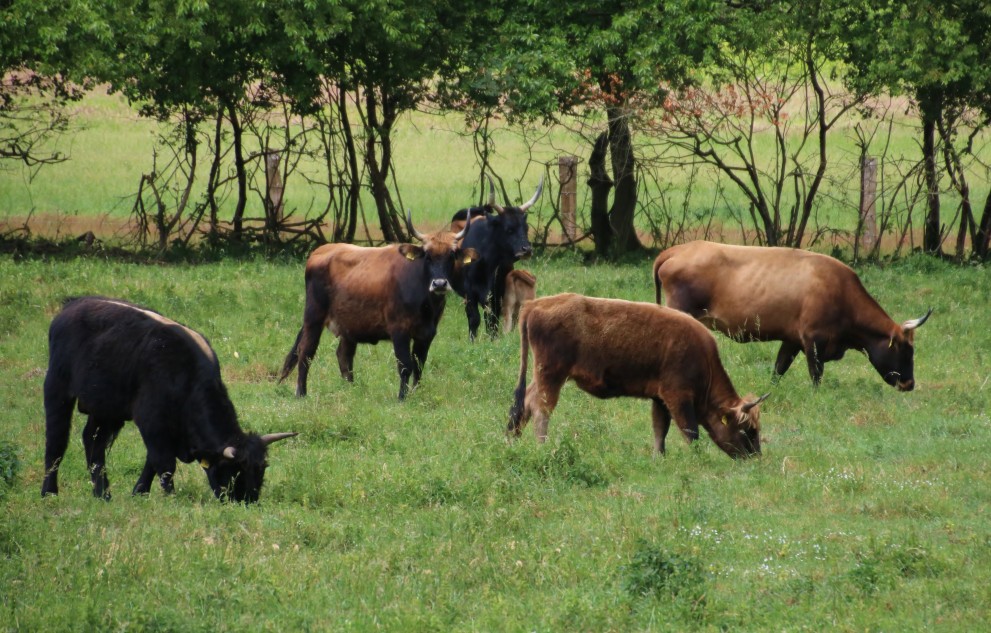 /uploads/media/991x/00/350-IMG_5841.jpg?v=1-0