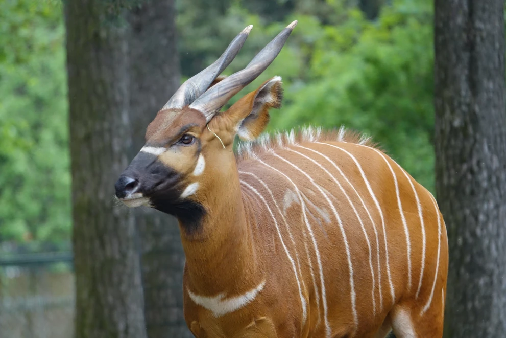 /media/80/download/DSC09380.jpg?v=1