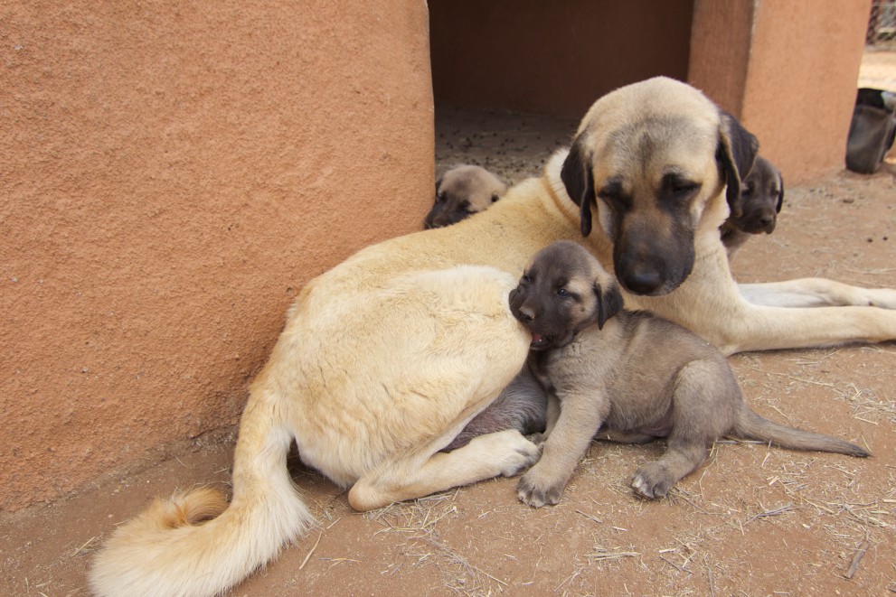 Herdenschutzhud-mit-Welpenc-Eli-H.-Walker-_Cheetah_-Conservation-_Fund-11