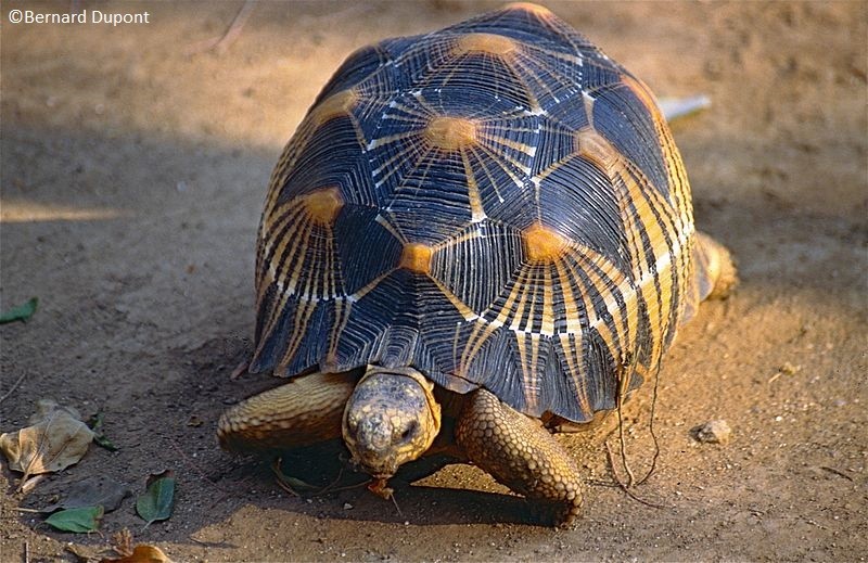 Radiated_Tortoise_Astrochelys_radiata_9583610710-weiß
