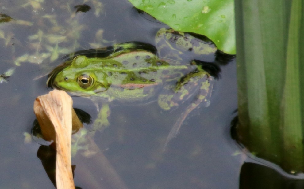 Wasserfrosch