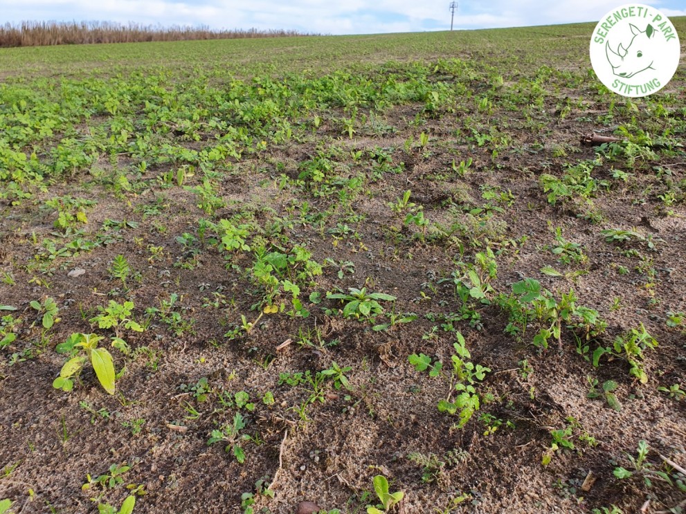 Wildblumen_Schneeren_2