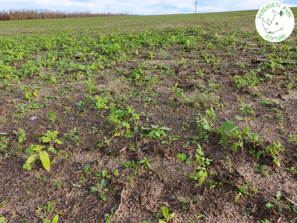 /media/71/download/Wildblumen_Schneeren_2.jpg?v=1