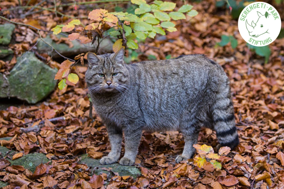 /media/72/download/WK_FB.png?v=1