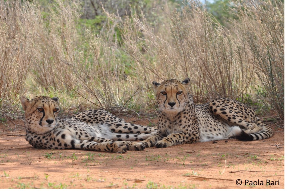 Gepardenpaar_Quelle