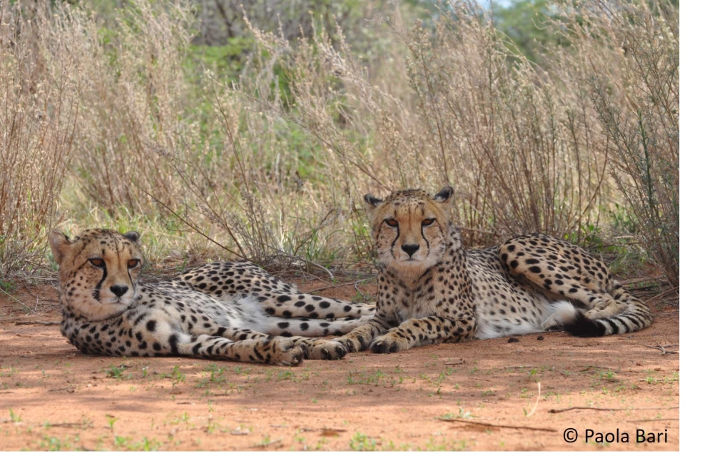 Gepardenpaar_Quelle.jpg