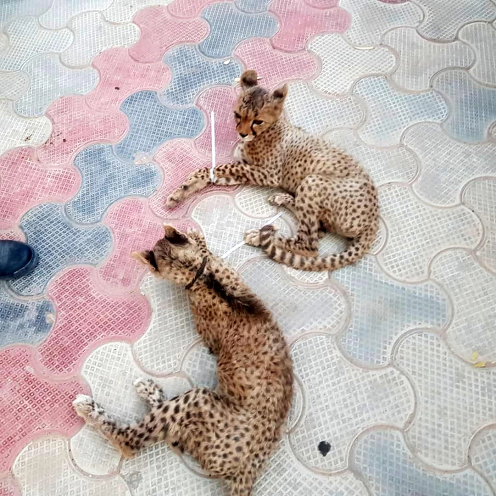 /media/65/download/geschmuggelte-Gepardenbabys-cCCF.tif.jpg?v=1