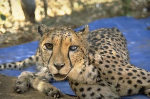 bushblok_Gepard_Augenverletzung_Dornbusch_CCF