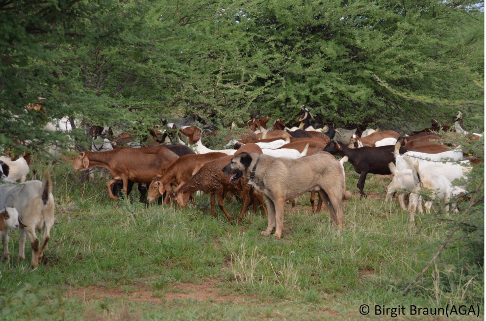 Herde_Braun-e1554905990300