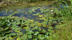 Teich nach Gewässerbepflanzung Amphibien