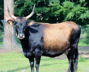 Heckrind auf der Weide