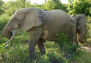 Elefant mit Herde