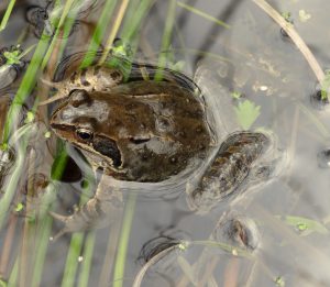 Grasfrosch im Laichgewässer