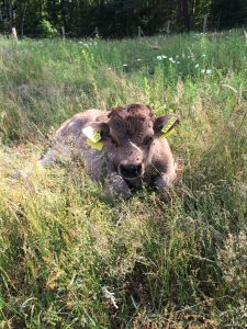 Beweidung mit Bullenkalb Hagrid