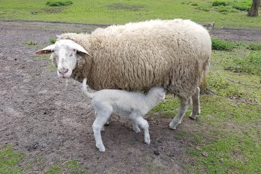 Leineschaf Hedi säugt ihr Lamm