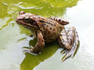 ein Grasfrosch Amphibien