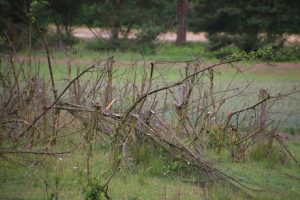 Beweidung gegen Spätblühende Traubenkirsche