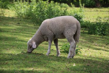 entwöhntes Jungschaf frisst Gras