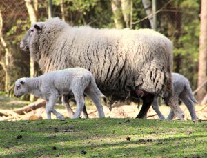 Leineschaf