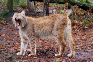 Luchs zeigt seine Zähne