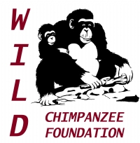 Chimpanzee