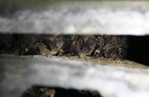 eine Gruppe Mopsfledermäuse in ihrem Schlafquartier Fledermausarten