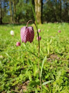 Schachbrettblume, Kibitzblume, Frühblüher