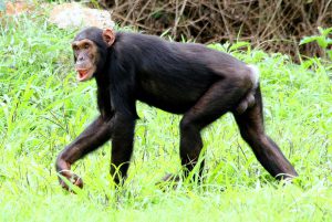 Schimpanse im Regenwald