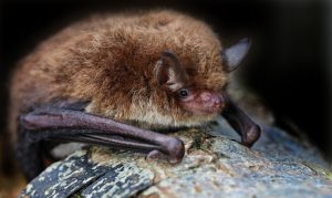 Wasserfledermäuse schlafen am Tage in alten Baumhöhlen Fledermausarten