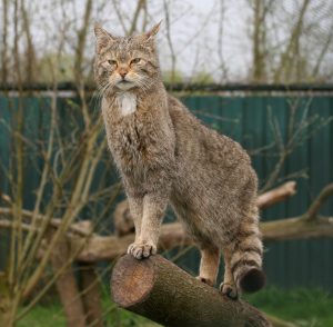 Wildkatze hält Ausschau