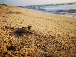 Junge Schildreöte auf den Wem in das Meer