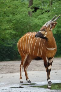 Bongo Antilope